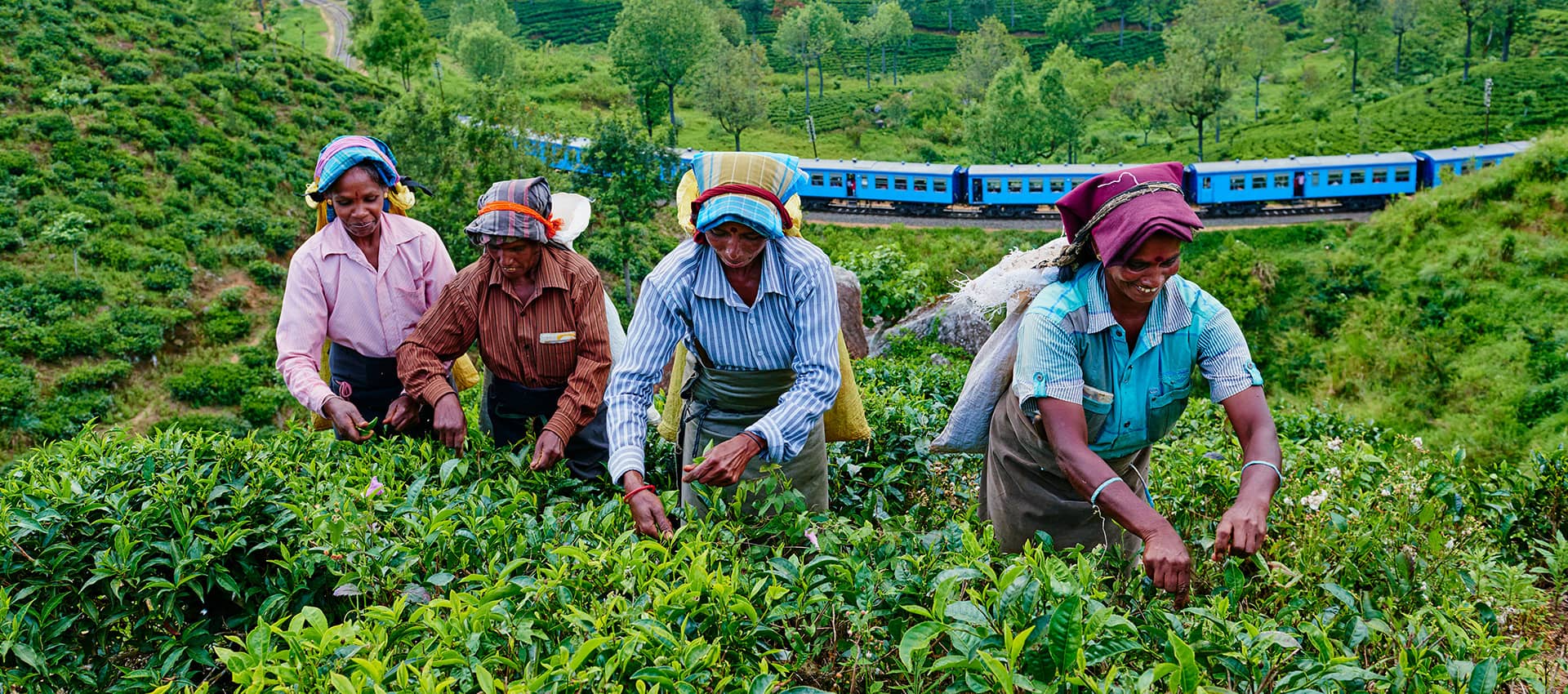 tour a sri lankan tea estate header